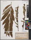 Foto von Salix cinerea L. x Salix viminalis L.